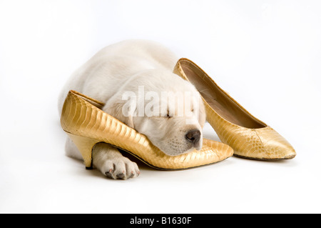 Labrador, chiot dormir sur womens shoes Banque D'Images