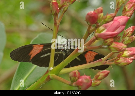 Un postier papillon. (Heliconius melpomene), un papillon d'Amérique du Sud et centrale. Banque D'Images