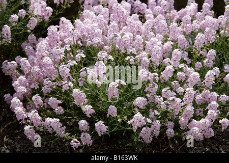Stonecress, Aéthionema pseudarmenum, Brassicaceae. Turquie Banque D'Images