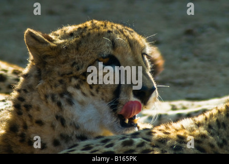 Un guépard se reposant après le dîner au coucher du soleil Banque D'Images