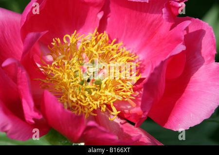 La pivoine de Chine, Paeonia lactiflora 'Bridal Gown' vivaces Banque D'Images