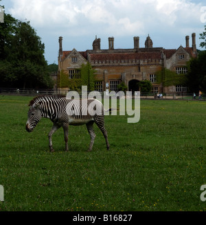 En dehors du pâturage Zebra Hall Marwell un bâtiment historique au Zoo de Marwell près de Winchester dans le Hampshire England UK Banque D'Images