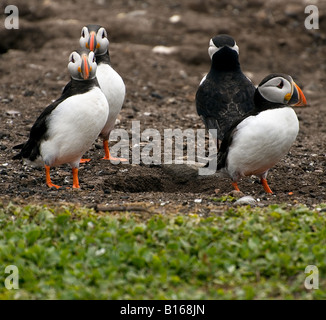 (Fratticula 4 Macareux artica) dans les Iles Farne Northumberland. Banque D'Images