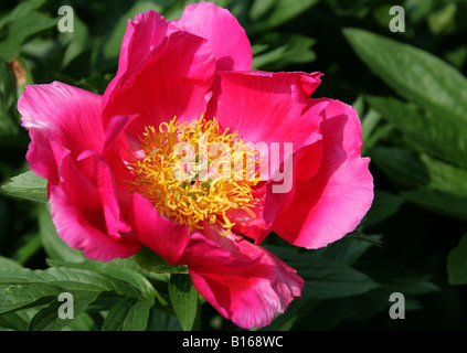 La pivoine de Chine, Paeonia lactiflora 'Bridal Gown' vivaces Banque D'Images