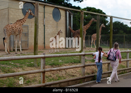 Boîtier girafe et les visiteurs du zoo de Marwell près de Winchester dans le Hampshire England UK Banque D'Images