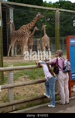 Boîtier girafe et les visiteurs du zoo de Marwell près de Winchester dans le Hampshire England UK Banque D'Images