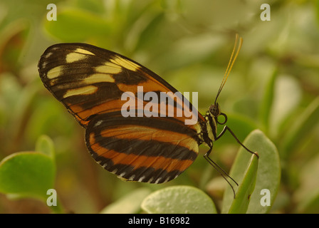 Heliconius hecale, un papillon tropical de l'Amérique centrale et du Sud. Banque D'Images