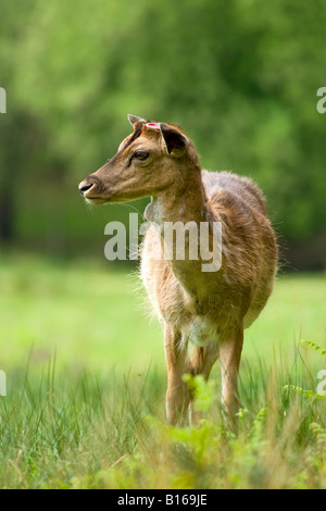 Le daim (Dama dama) Portrait d'un bois en fonte Banque D'Images
