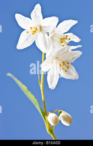 Fleurs blanc et bleu ciel Banque D'Images
