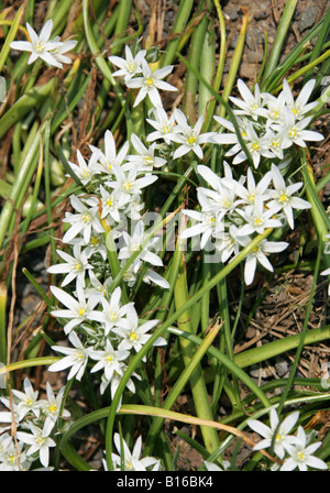 Étoile de Bethléem, l'Ornithogalum chionophilum Hyacinthaceae, Chypre Banque D'Images