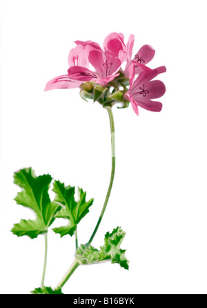 Géranium à fleurs [Pelargonium] tourné sur un fond blanc. Banque D'Images