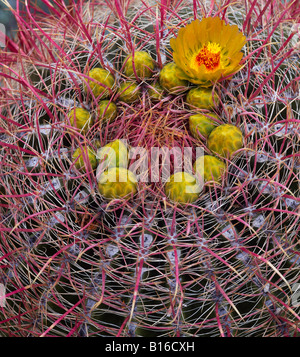 Anza Borrego Desert State Park CA grappe de fleurs jaunes sur Canon Cactus Ferocactus acanthodes avec épines rose Banque D'Images