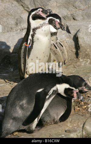 Ville de Chester, en Angleterre. Les pingouins à 110 acres le Zoo de Chester. Banque D'Images