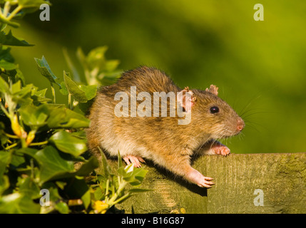 Rat commun/Brown/Rat surmulot (Rattus norvegicus) Banque D'Images