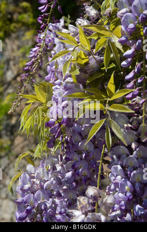 Gros plan de la violette leguminosae wisteria fleurs fleurir sur un mur UE Europe Banque D'Images