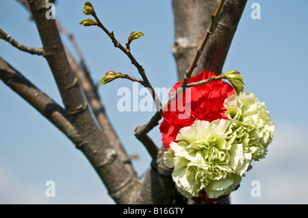 Des fleurs sur un arbre à l'emplacement d'une fatalité. Banque D'Images