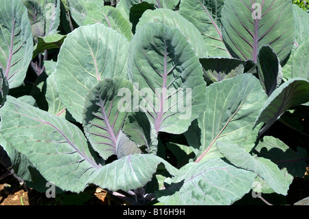 Choux à légumes violets choux plantes plantes brassica feuilles de gros en croissance dans légumes légumes veg jardin Banque D'Images