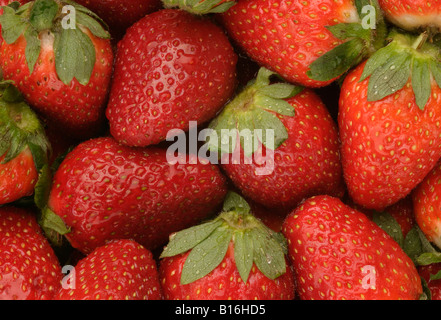 Arrière-plan de fraises fraîches Banque D'Images