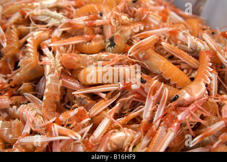 Langoustines à la vente sur le marché de poisson de Saint-Jacques de Compostelle dans la province de La Corogne Espagne Galice la région. Banque D'Images