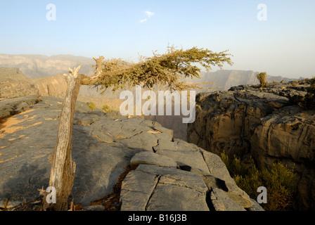 À Wadi Ghul, dans un canyon de 3 000 pieds au-dessous de Jebel Shams, le plus haut sommet d'Oman Banque D'Images