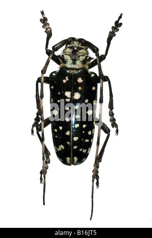 Jewel beetle grandes antennes points blancs Banque D'Images