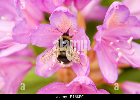 Close up horizontale d'un bourdon "Bombus', aka Humblebee recueillir le nectar et le pollen d'une fleur Rhododendron rose. Banque D'Images