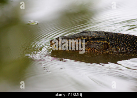 Moniteur de l'eau (Varanus salvator) Nager dans une forêt inondée Banque D'Images