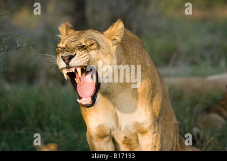 Femme lion rugissant, gros plan d'ouvrir grand la bouche montrant de grandes dents pointues profondeur de champ à un fond éclairé par la lumière de soleil chaud Botswana Okavango Banque D'Images
