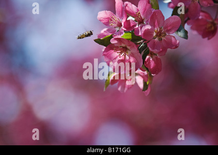 Abeille domestique (Apis mellifera) prêt à atterrir sur fuschia lumineux pommier à fleurs (Malus floribunda) Banque D'Images