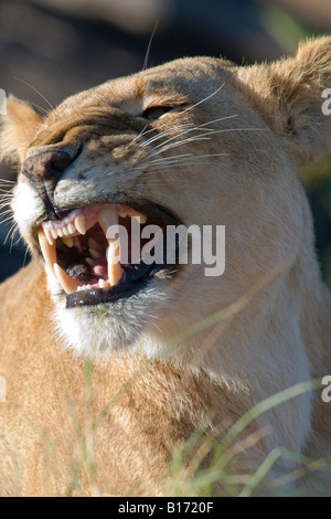 Sourire ! Pose d'Humour Vertical femme lion, Panthera leo, grimaces ou roulement rugissants. grandes dents dans les masais Mara du Kenya Banque D'Images