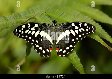 L'amiral blanc Butterfly resting on leaf Banque D'Images