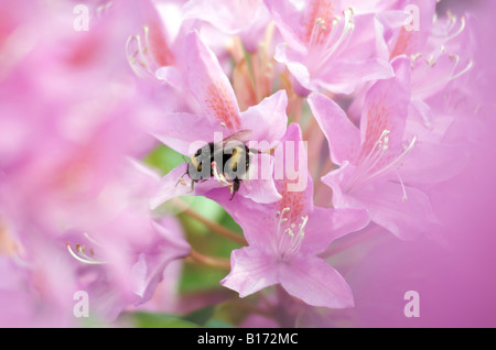 Une belle fleur Rhododendron rose avec un bourdon à butiner un jardin de campagne anglaise, England, UK Banque D'Images