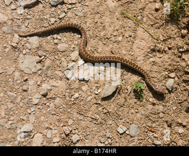 Les jeunes adder, Vipera berus Banque D'Images