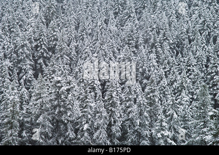 Forêt de conifères couverts de neige Col Willamette des Cascades en Oregon Banque D'Images