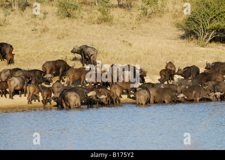 Troupeau de buffles d'Afrique, Syncerus caffer au waterhole, Kruger National Park, AFRIQUE DU SUD Banque D'Images