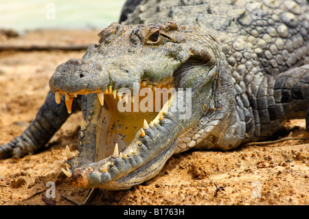 Voir dans le pharynx d'un crocodile du Nil Crocodylus niloticus crocodiles sacrés de Bazoulé Burkina Faso Banque D'Images