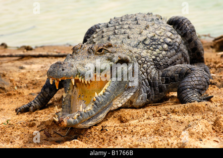 Voir dans le pharynx d'un crocodile du Nil, Crocodylus niloticus, les crocodiles sacrés de Bazoulé, Burkina Faso Banque D'Images