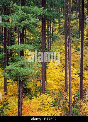 Vine Maple et sapins de Douglas à l'automne de la forêt nationale de Willamette des Cascades en Oregon Banque D'Images