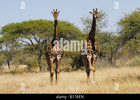 Deux girafes, Giraffa camelopardalis, Kruger National Park, AFRIQUE DU SUD Banque D'Images