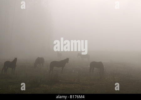 L'Alberta Wild Horses Banque D'Images