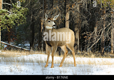 Un coup d'un jeune Cerf mulet Banque D'Images