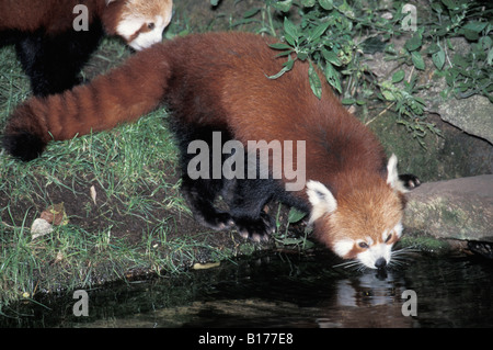 Petit panda Panda Panda rouge Kleiner Lesser Panda Ailurus fulgens boire Animals Asia Afrika bear ours Chat Carnivora carnivores Banque D'Images
