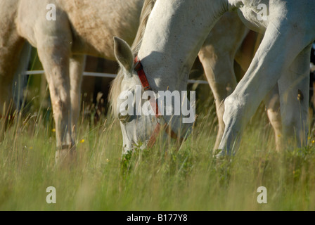 Deux chevaux au pâturage dans le soleil avec les herbes hautes en premier plan Banque D'Images