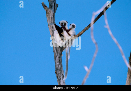 Propitheque de coquerel Propithecus verreauxi coquereli Propithecus National Madacascar centrale montée botanique zoologie mammifères Act Banque D'Images