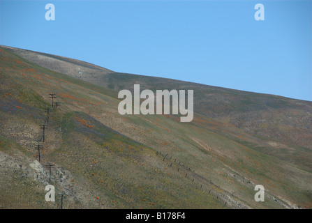 Domaines de fleurs sauvages, des montagnes de Tehachapi, en Californie, USA Banque D'Images