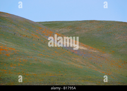 Domaines de fleurs sauvages, des montagnes de Tehachapi, en Californie, USA Banque D'Images