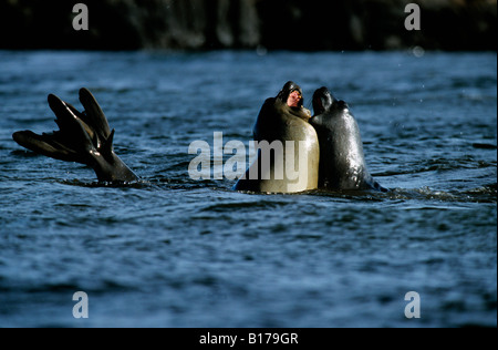 Le sud de l'Éléphant de mer Mirounga leonina deux joints d'éléphants de mer de kerguelen sparring animal animaux aquatiques de l'Antarctique l'Antarctique Banque D'Images