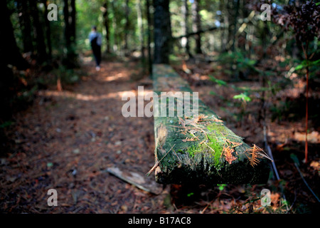 Un banc MOUSSU ET UNE SILHOUETTE D'UN RANDONNEUR SUR UN SENTIER DANS LA FORÊT DE CONIFÈRES DU SANCTUAIRE RIDGES DOOR COUNTY WISCONSIN Banque D'Images