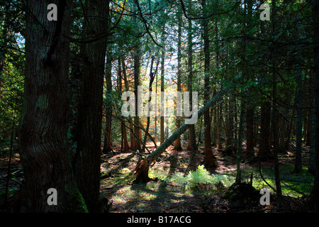 Forêt ENCHANTERESSE EN ARÊTES SANCTUARY DOOR COUNTY WISCONSIN Banque D'Images