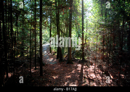 Sentier à travers une forêt de conifères en arêtes SANCTUARY DOOR COUNTY WISCONSIN Banque D'Images